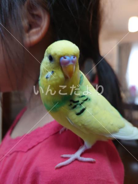 迷い鳥の写真