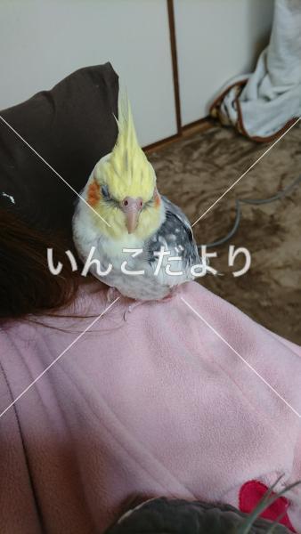 迷い鳥の写真