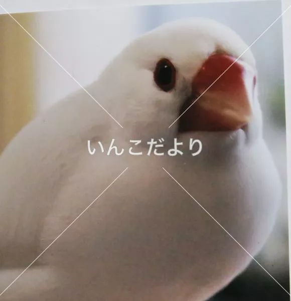 迷い鳥の写真