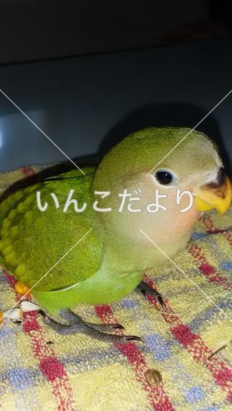 迷い鳥の写真