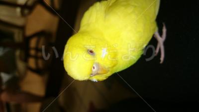 迷い鳥の写真