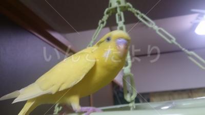 迷い鳥の写真
