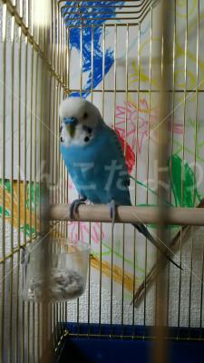 保護鳥の写真
