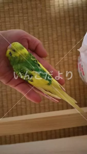 迷い鳥の写真