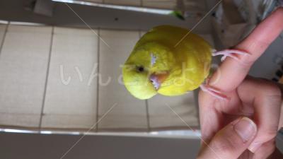 迷い鳥の写真