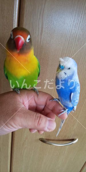 迷い鳥の写真