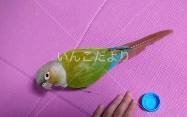 迷い鳥の写真