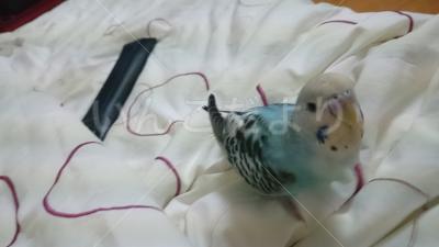 迷い鳥の写真