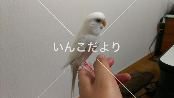迷い鳥の写真