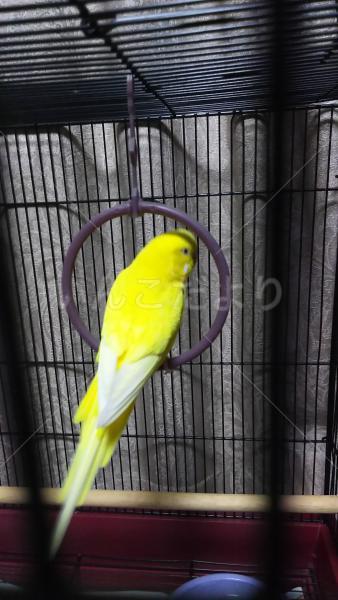 保護鳥の写真