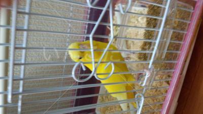 保護鳥の写真