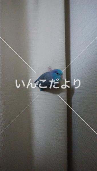 迷い鳥の写真