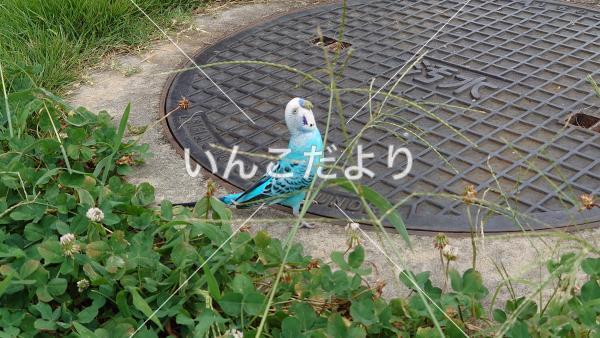 保護鳥の写真