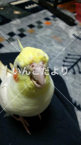 迷い鳥の写真