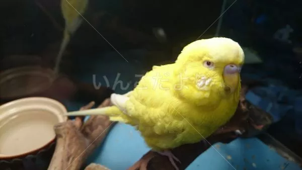 保護鳥の写真