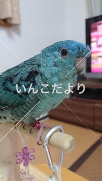 迷い鳥の写真
