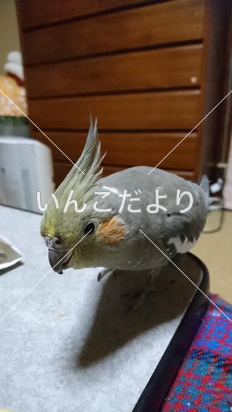 迷い鳥の写真