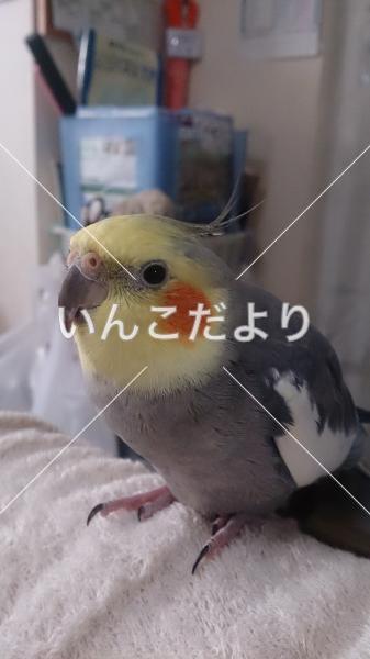 迷い鳥の写真