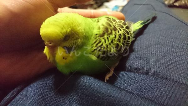 保護鳥の写真