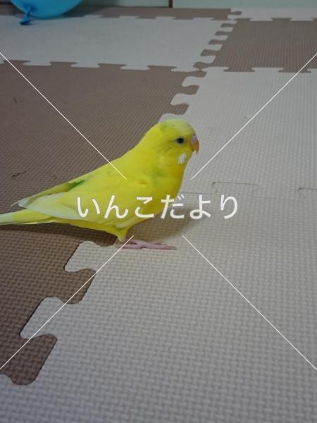 迷い鳥の写真