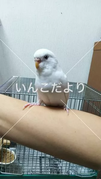 保護鳥の写真