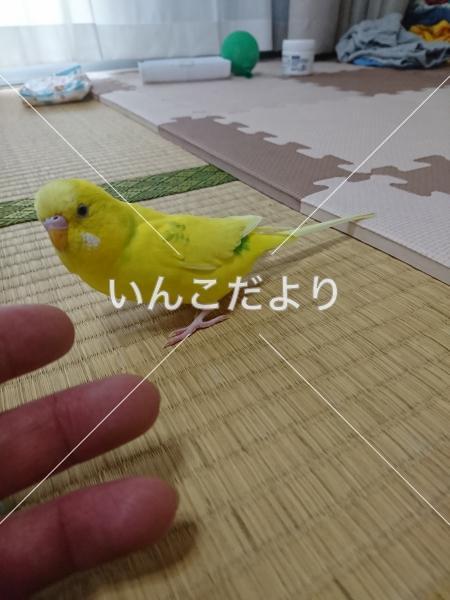 迷い鳥の写真