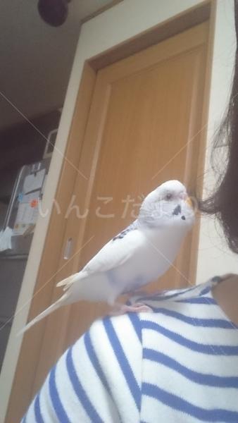 迷い鳥の写真