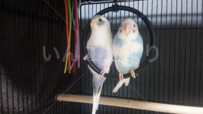 迷い鳥の写真