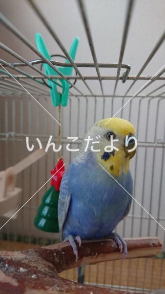 保護鳥の写真
