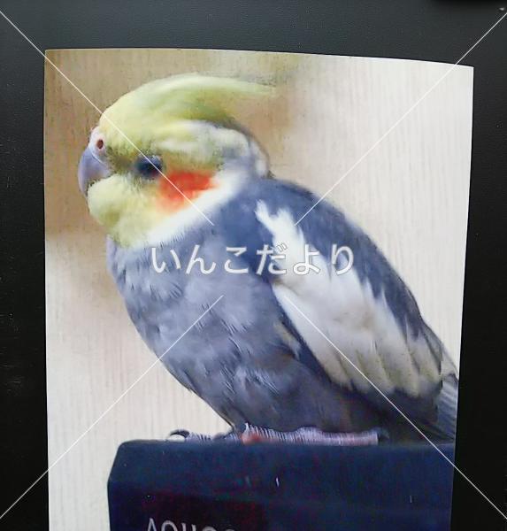 迷い鳥の写真