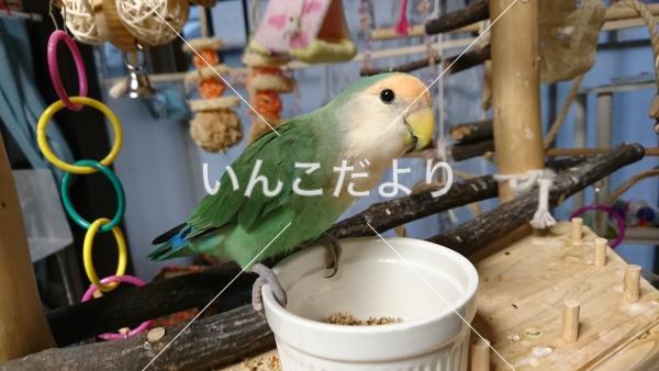 迷い鳥の写真