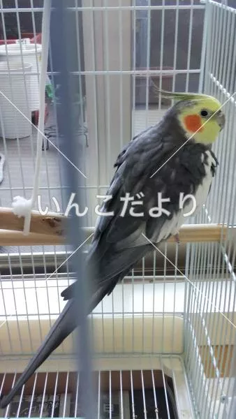 保護鳥の写真