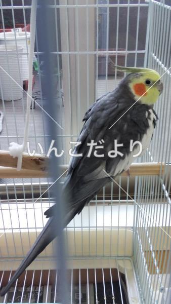 保護鳥の写真