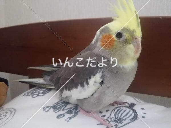 迷い鳥の写真
