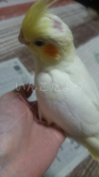 迷い鳥の写真