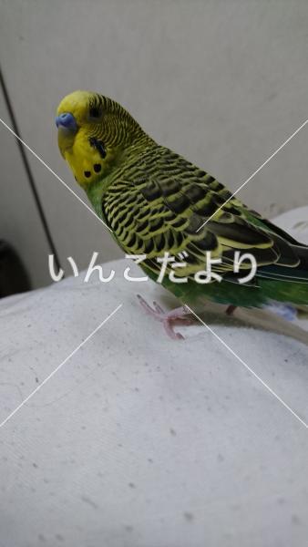 迷い鳥の写真
