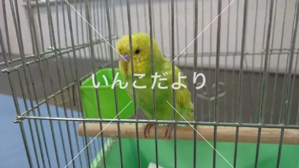 保護鳥の写真