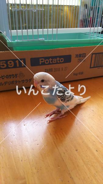 迷い鳥の写真