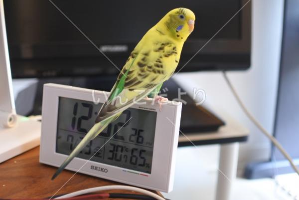迷い鳥の写真
