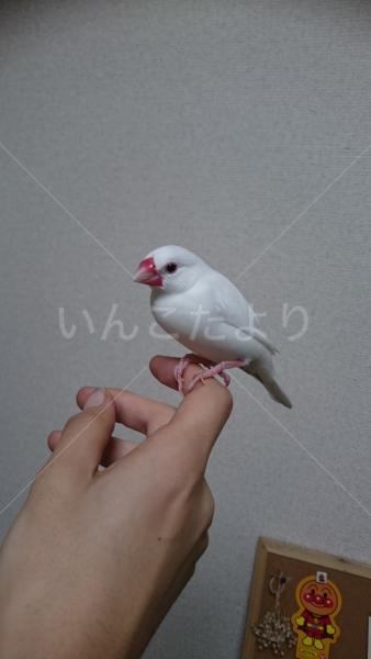 保護鳥の写真