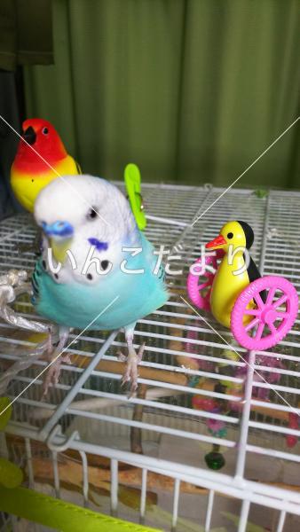 迷い鳥の写真