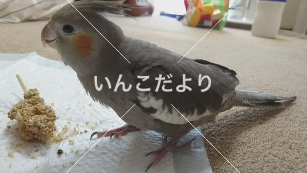 迷い鳥の写真