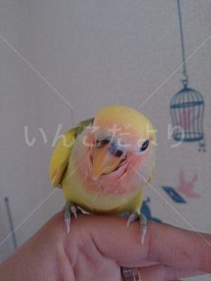 迷い鳥の写真