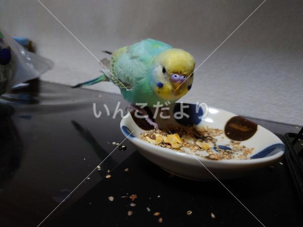 保護鳥の写真