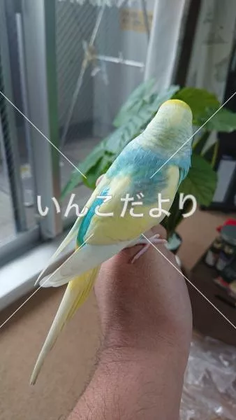 保護鳥の写真