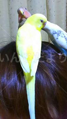 迷い鳥の写真