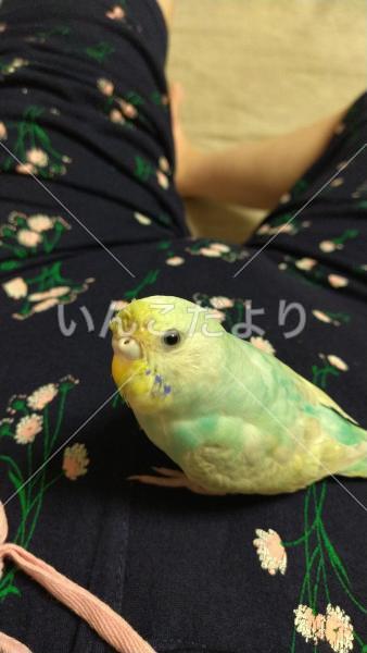 迷い鳥の写真