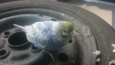 保護鳥の写真