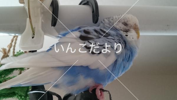 迷い鳥の写真