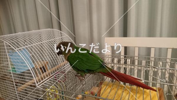 迷い鳥の写真